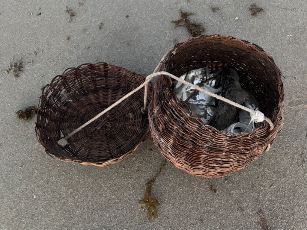 Collective Papaya 2025-09-19